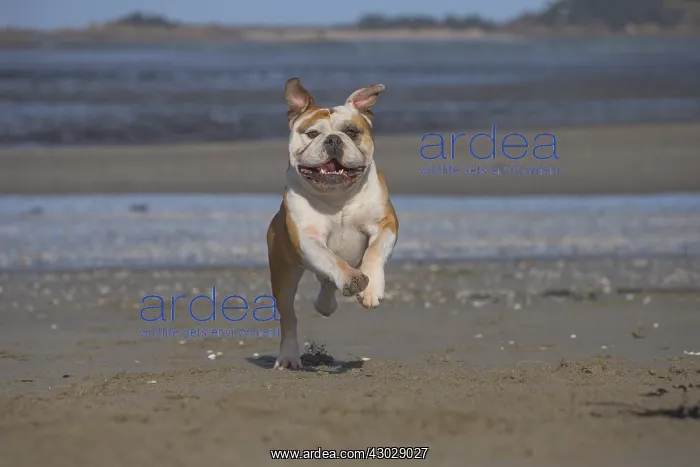  : Dog, Continental bulldog running on beach