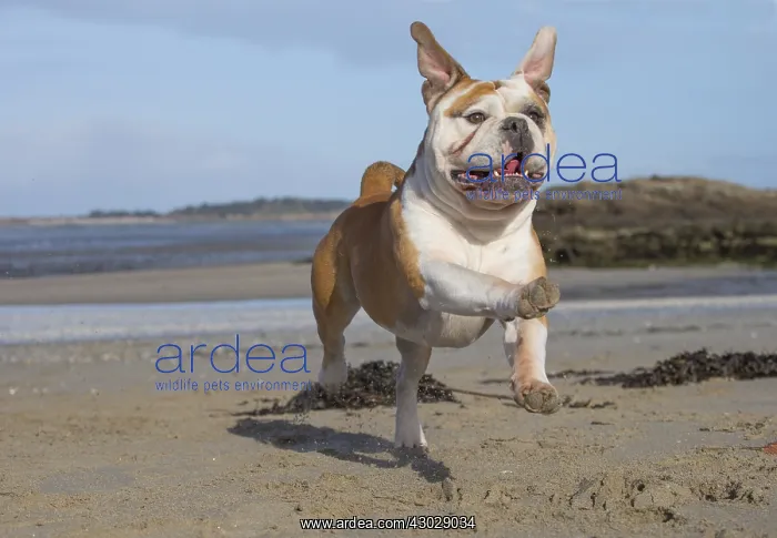  : Dog, Continental bulldog running on beach