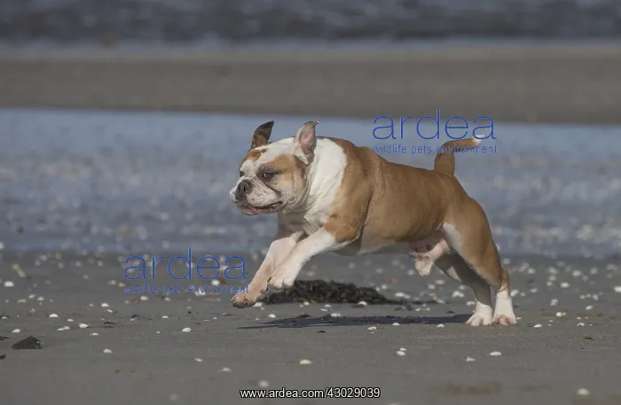  : Dog, Continental bulldog running on beach