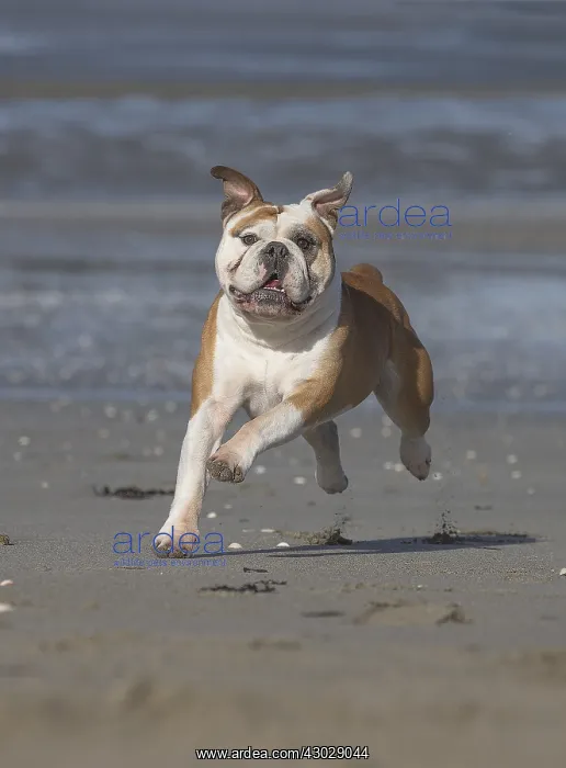  : Dog, Continental bulldog running on beach