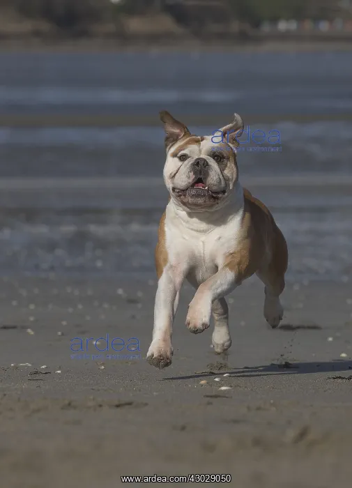  : Dog, Continental bulldog running on beach