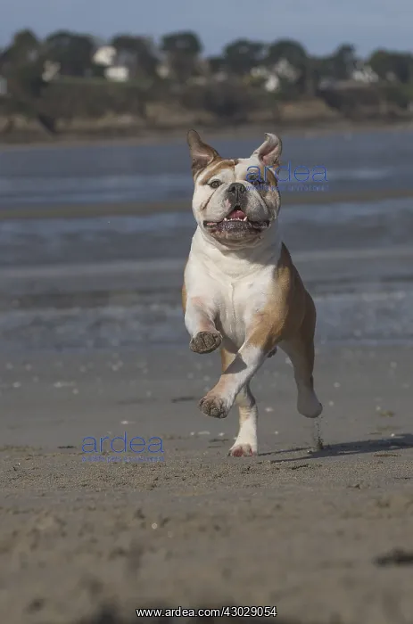  : Dog, Continental bulldog running on beach