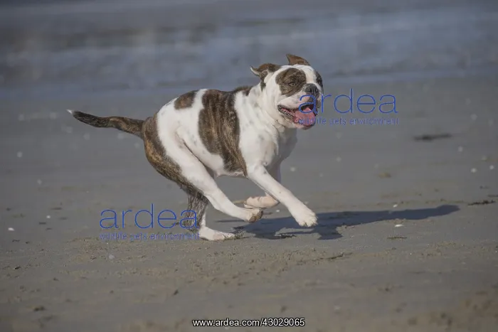  : Dog, Continental bulldog running on beach