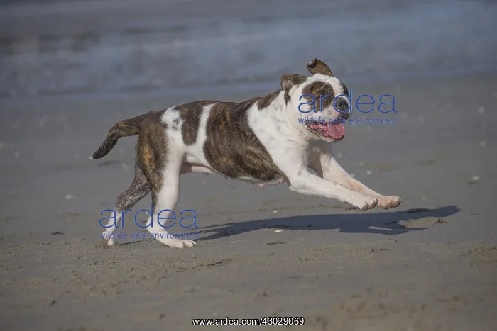  : Dog, Continental bulldog running on beach