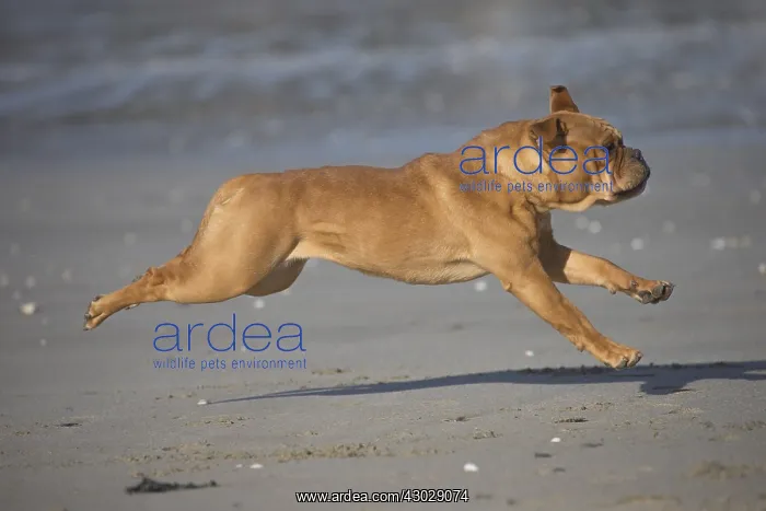  : Dog, Continental bulldog running on beach