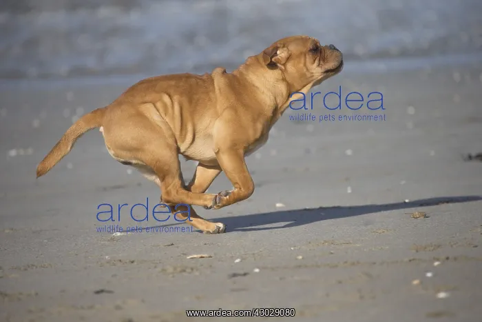  : Dog, Continental bulldog running on beach
