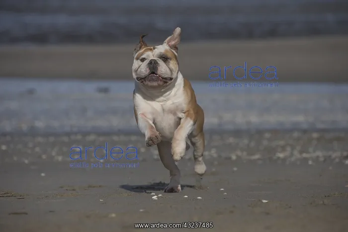  : Dog, Continental bulldog running on beach