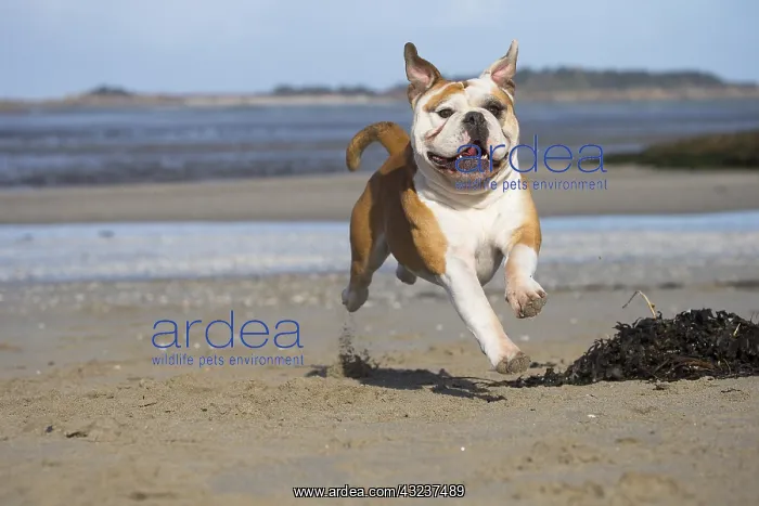  : Dog, Continental bulldog running on beach