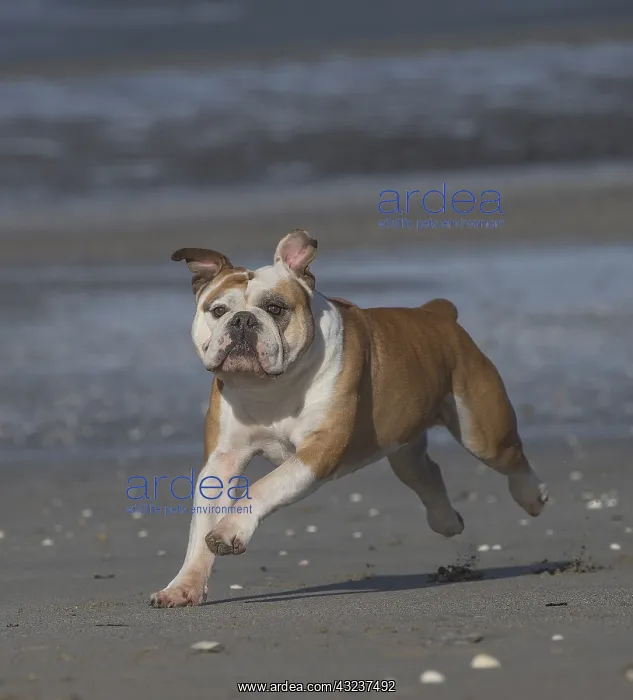  : Dog, Continental bulldog running on beach