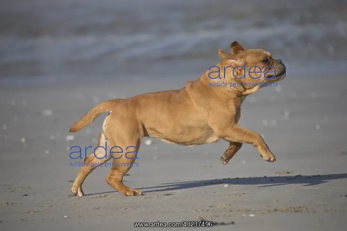  : Dog, Continental bulldog running on beach