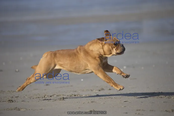  : Dog, Continental bulldog running on beach