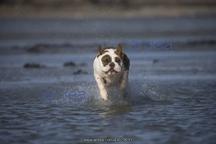 : Dog, Continental bulldog running in water, sea : Dog, Continental bulldog running in water, sea