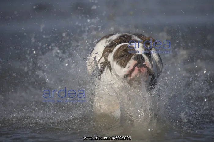  : Dog, Continental bulldog running in water, sea