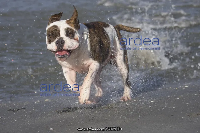 : Dog, Continental bulldog running in water, sea : Dog, Continental bulldog running in water, sea