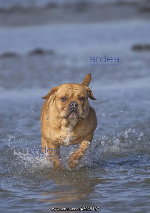 : Dog, Continental bulldog running in water, sea : Dog, Continental bulldog running in water, sea