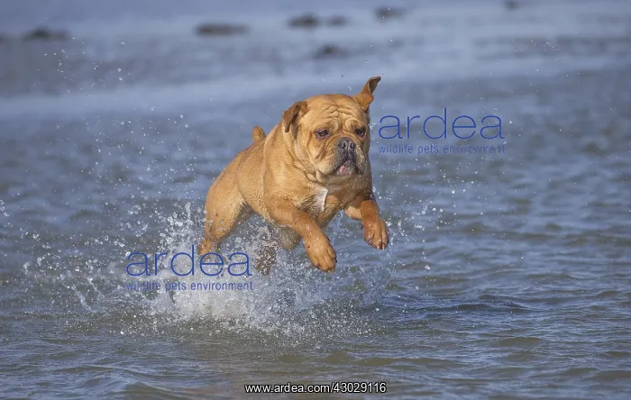 : Dog, Continental bulldog running in water, sea : Dog, Continental bulldog running in water, sea