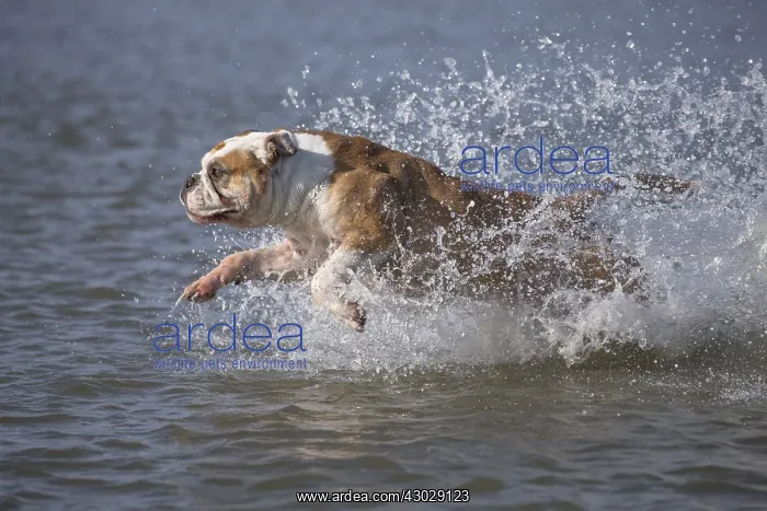 : Dog, Continental bulldog running in water, sea : Dog, Continental bulldog running in water, sea