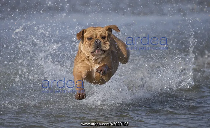 : Dog, Continental bulldog running in water, sea : Dog, Continental bulldog running in water, sea
