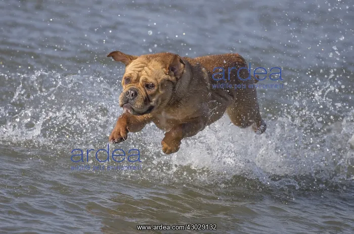 : Dog, Continental bulldog running in water, sea : Dog, Continental bulldog running in water, sea