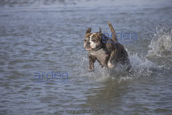 : Dog, Continental bulldog running in water, sea : Dog, Continental bulldog running in water, sea