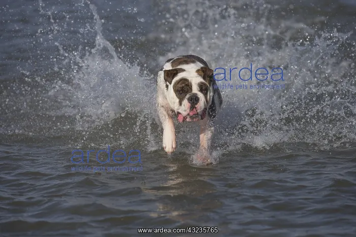 : Dog, Continental bulldog running in water, sea : Dog, Continental bulldog running in water, sea