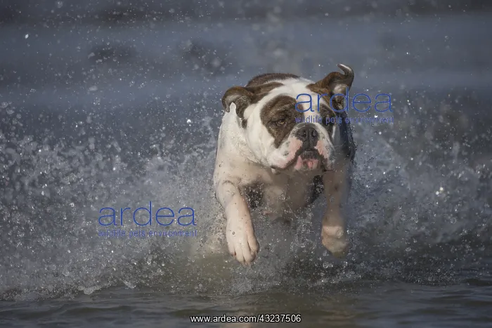 : Dog, Continental bulldog running in water, sea : Dog, Continental bulldog running in water, sea