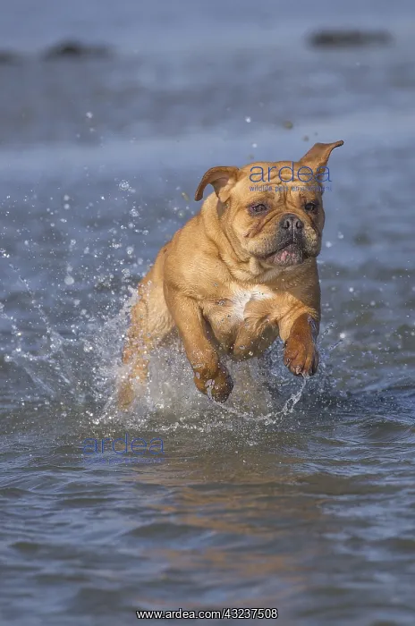 : Dog, Continental bulldog running in water, sea : Dog, Continental bulldog running in water, sea