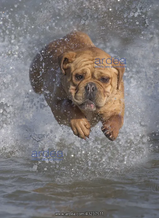 : Dog, Continental bulldog running in water, sea : Dog, Continental bulldog running in water, sea