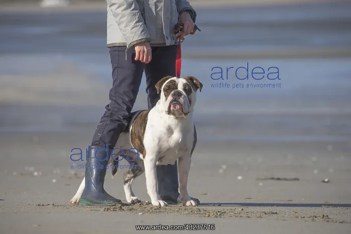 : Dog, Continental bulldog being walked with lead on beach : Dog, Continental bulldog being walked with lead on beach