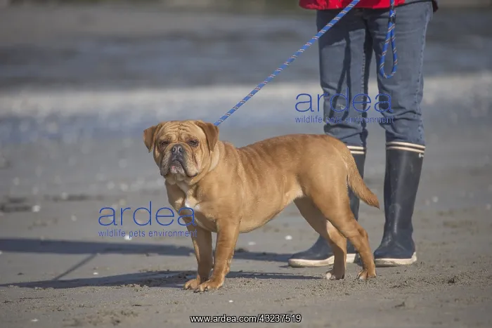 : Dog, Continental bulldog being walked with lead on beach : Dog, Continental bulldog being walked with lead on beach