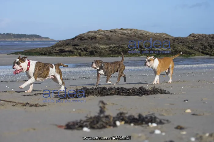 : Dog, Continental bulldog walking on the beach : Dog, Continental bulldog walking on the beach