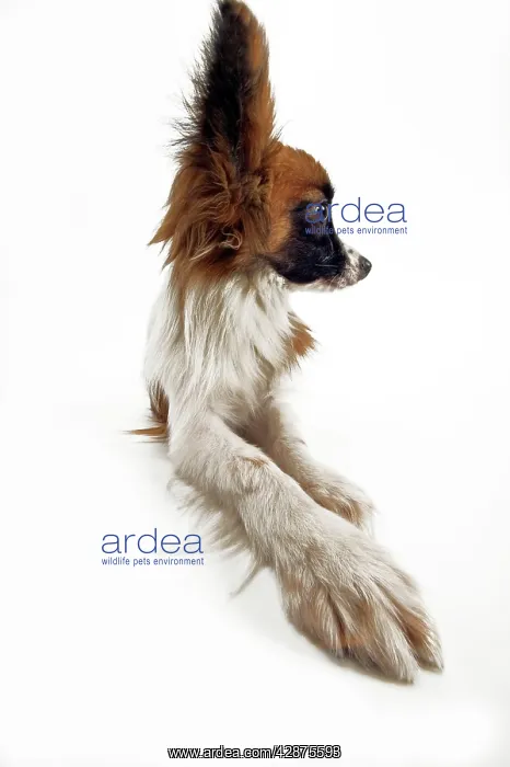 : Dog - Continental Toy Spaniel: Papillon : Dog - Continental Toy Spaniel: Papillon