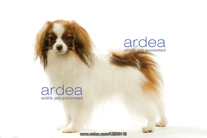 : Dog - Continental Toy Spaniel / Phalene : Dog - Continental Toy Spaniel / Phalene