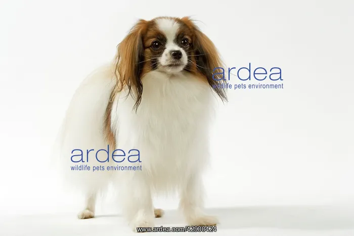 : Dog - Continental Toy Spaniel / Phalene : Dog - Continental Toy Spaniel / Phalene