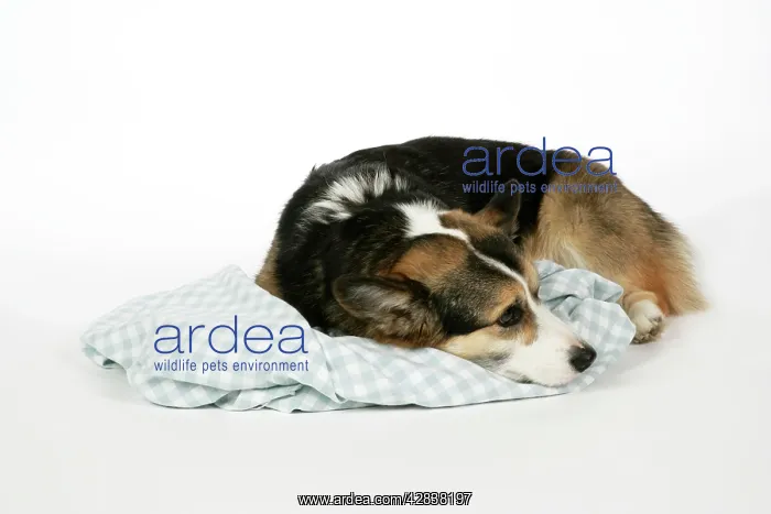  : DOG - Corgi on its comfort blanket