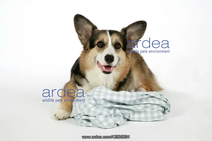  : DOG - Corgi on its comfort blanket