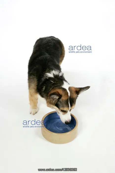  : DOG - Corgi drinking from bowl