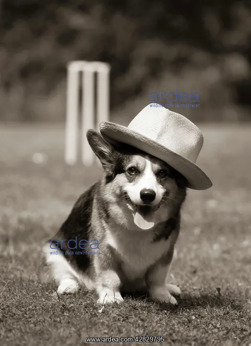 : Dog - Corgi wearing hat in front of cricket stumps : Dog - Corgi wearing hat in front of cricket stumps
