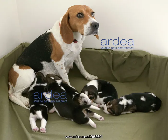 : Dog - Cosmopolitan Beagle - female feeding its babies : Dog - Cosmopolitan Beagle - female feeding its babies
