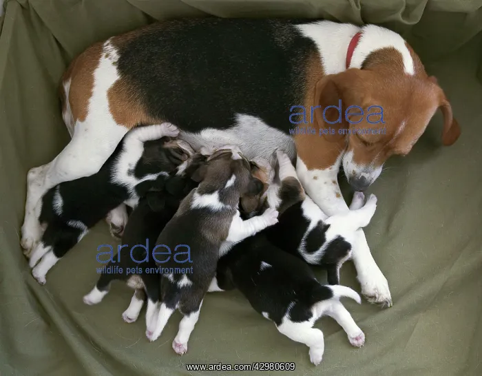 : Dog - Cosmopolitan Beagle - female feeding its babies : Dog - Cosmopolitan Beagle - female feeding its babies