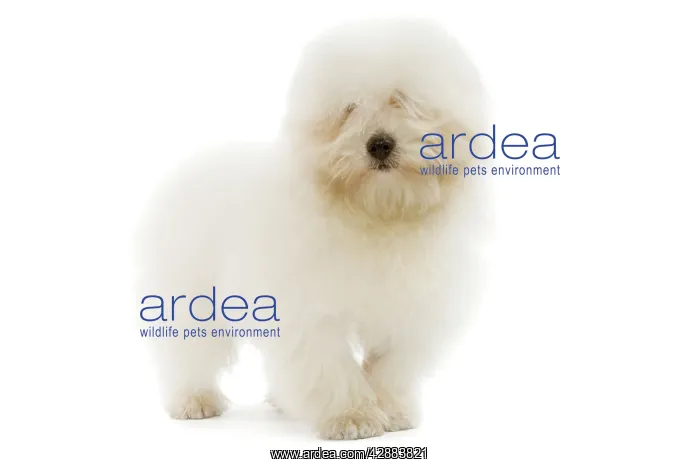  : Dog - Coton de Tulear