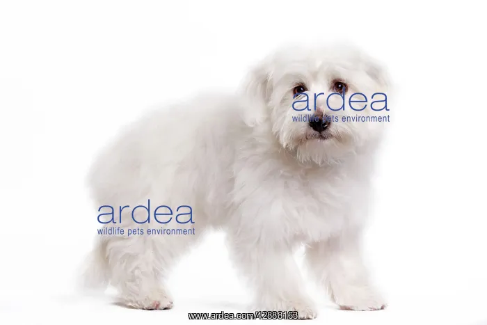  : Dog - Coton de Tulear