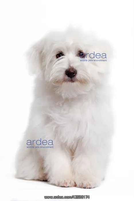  : Dog - Coton de Tulear