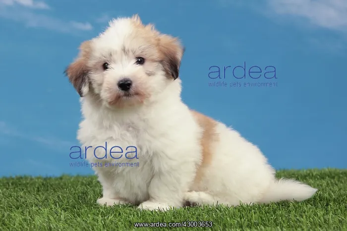 : Dog - Coton de Tulear : Dog - Coton de Tulear