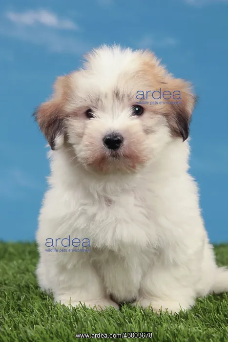 : Dog - Coton de Tulear : Dog - Coton de Tulear