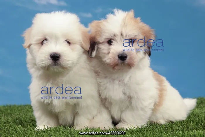 : Dog - Coton de Tulear : Dog - Coton de Tulear