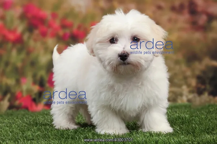 : Dog - Coton de Tulear : Dog - Coton de Tulear