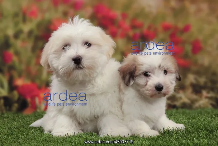 : Dog - Coton de Tulear : Dog - Coton de Tulear