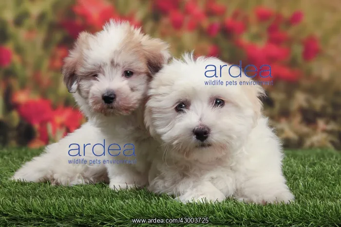 : Dog - Coton de Tulear : Dog - Coton de Tulear