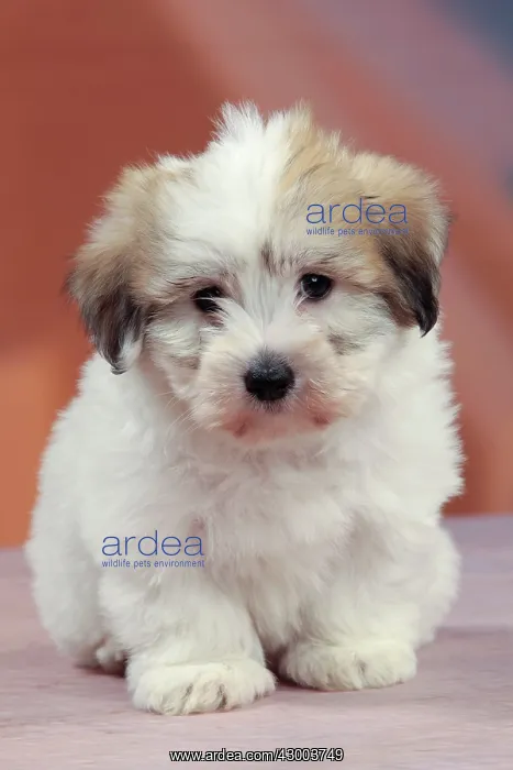 : Dog - Coton de Tulear : Dog - Coton de Tulear